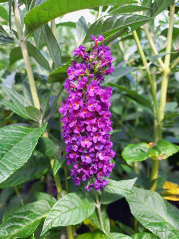 Veronica Spicata Aussaat leuchtend Blüten Samen a üppig und farbenfroh Garten