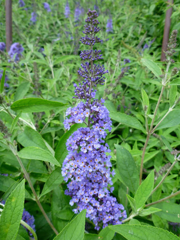 Easy to grow blau buddleja samen for containers and gardens
