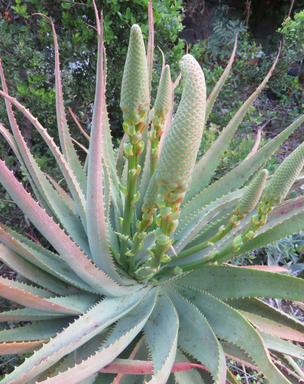 Aloe Blumensamen zur Aussaat – Anzucht – Traditionssorte & ohne Gentechnik Samen Hausgarten