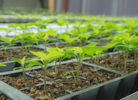 High germination buena mulata hot pepper samen