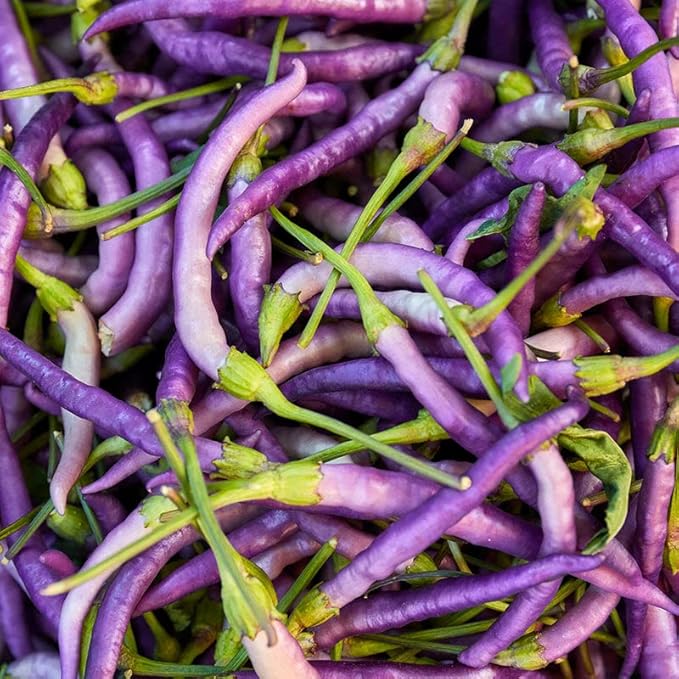 Buena mulata hot pepper samen non gmo für aussaat