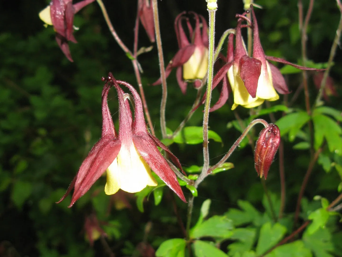 Close-up of unique buergeriana petals