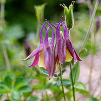 Unique buergeriana blume samen for anpflanzung