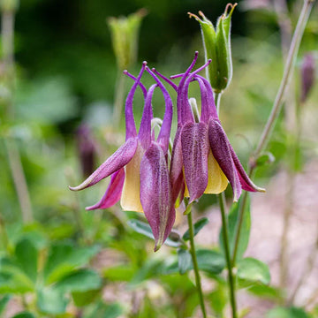 Unique buergeriana blume samen for anpflanzung