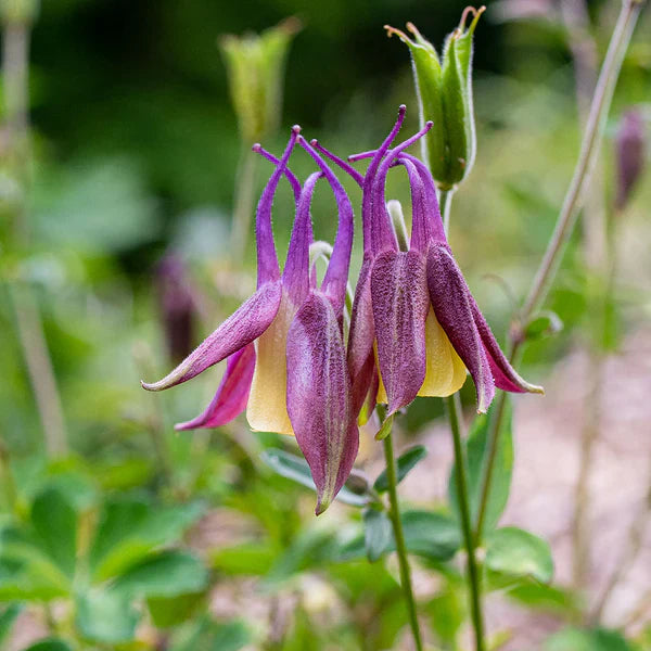 Unique buergeriana blume samen for anpflanzung