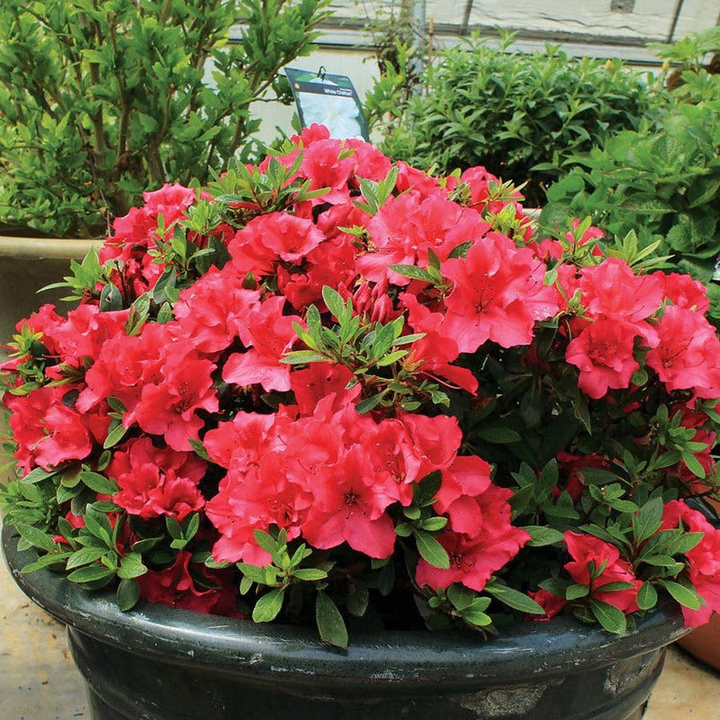 Buganvilla blume samen
