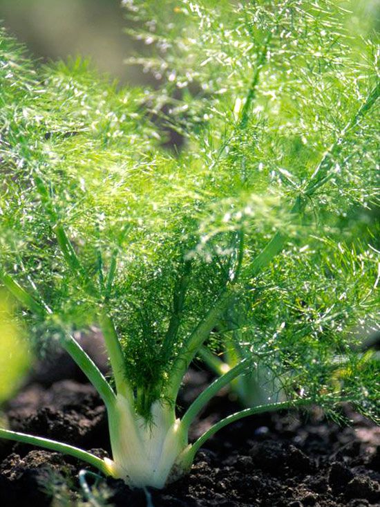 Cool-season bulb fennel Samen for outdoor Gartenarbeit