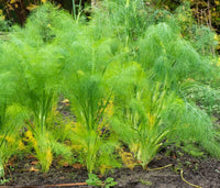 Cool-season bulb fennel Samen large vigorous growth