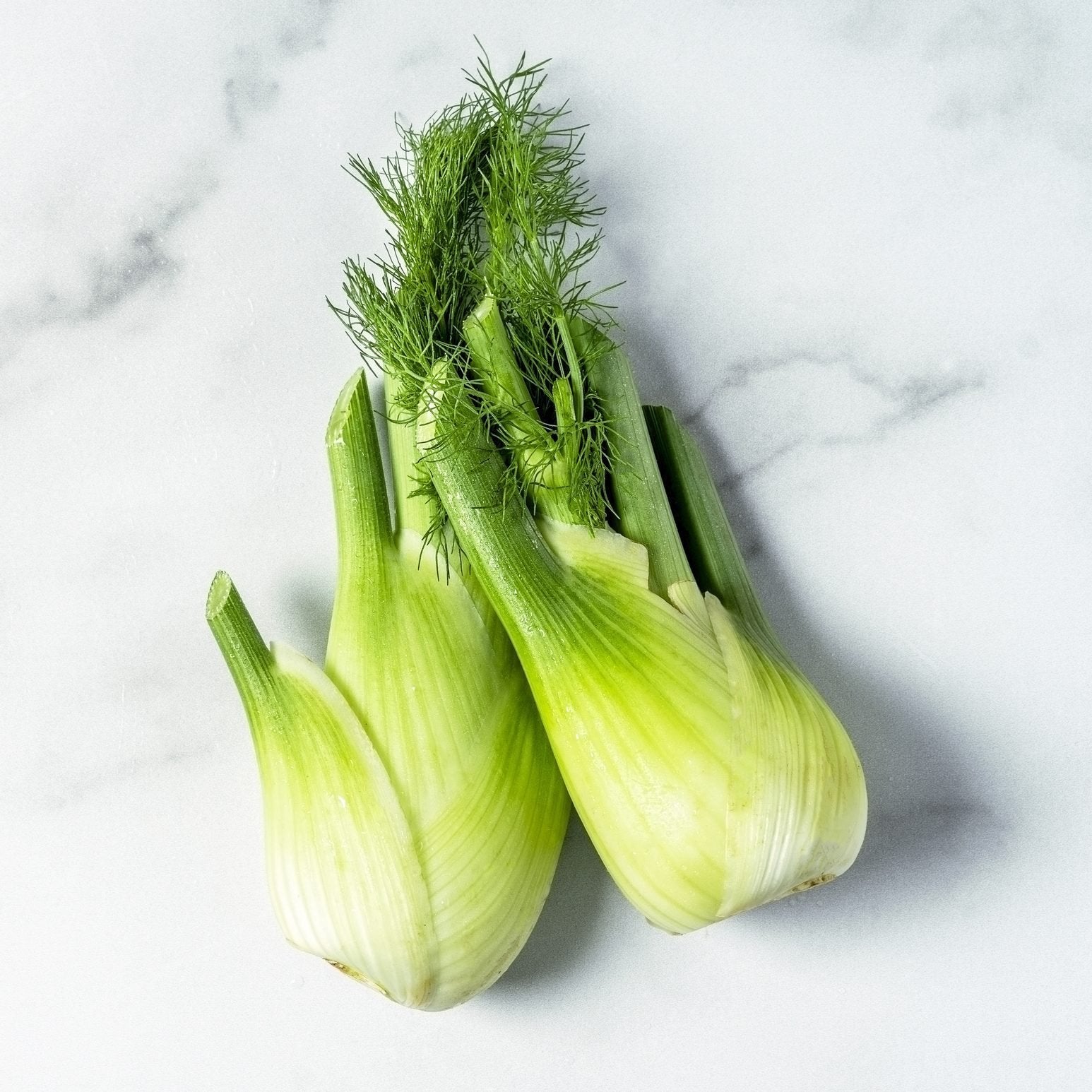 Cool-season Perfection Fennel Samen uniform bulb variety