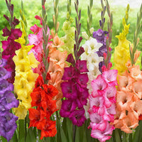 Gladiole mic Blume Samen zur Aussaat leuchtend Garten Blüten