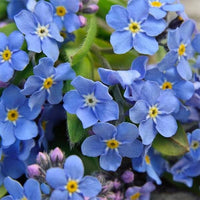 Bulk beautiful blooms blume samen for anpflanzung