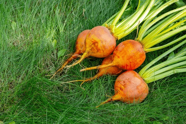 Orange Beet Samen for Gemüse Planting