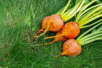 Orange Beet Samen for Gemüse Planting
