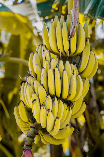 Semi di banana facili da piantare