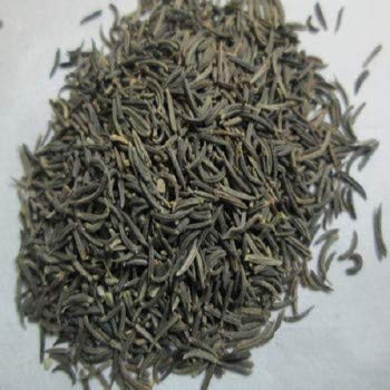Bunium persicum grown from Samen thriving in a sunny spice Garten