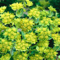 Green Gold Bupleurum Pflanze Anbau in Zuhause Garten