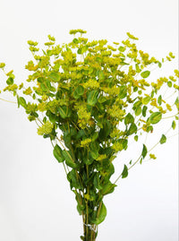 Packet of Green Gold Bupleurum Blume Samen for Aussaat