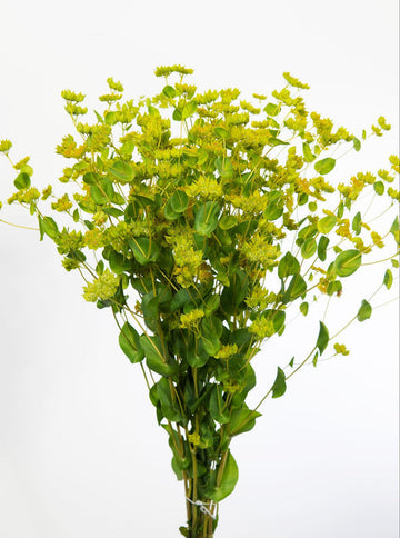 Packet of Green Gold Bupleurum Blume Samen for Aussaat