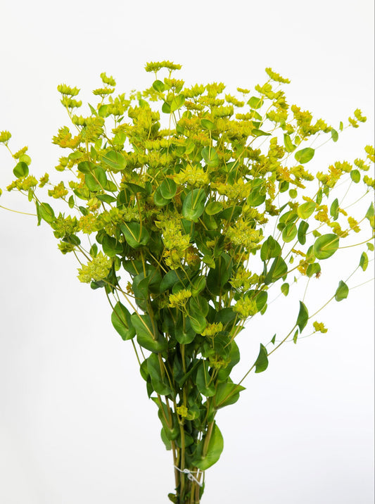 Packet of Green Gold Bupleurum Blume Samen for Aussaat
