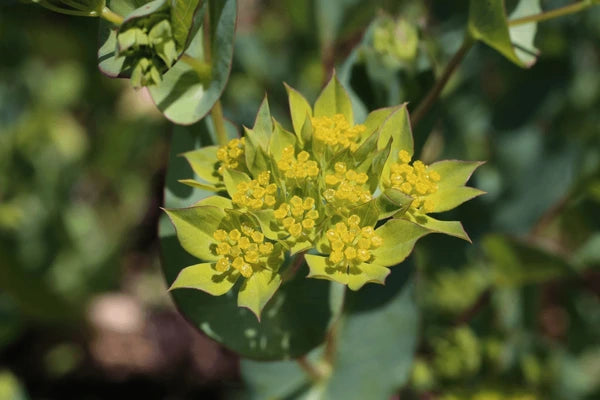 Gelb Thorowax Blumensamen zur Aussaat – Landhaus Garten wichtig – Traditionssorte & ohne Gentechnik Samen Hausgarten