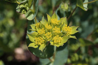 Gelb Thorowax Blumensamen zur Aussaat – Landhaus Garten wichtig – Traditionssorte & ohne Gentechnik Samen Hausgarten