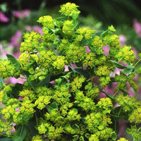 Bupleurum Samen sprouting into seedlings in soil