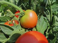 Burbank tomato samen ideal für backyard garten