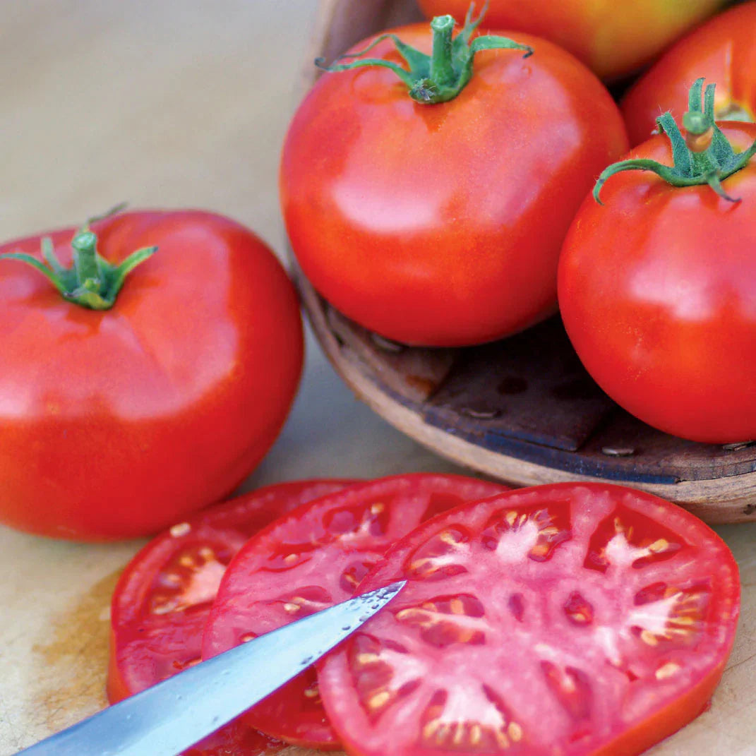 Burbank tomato samen non gmo für aussaat