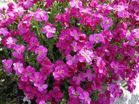 Burgundy aubrieta in rock garten