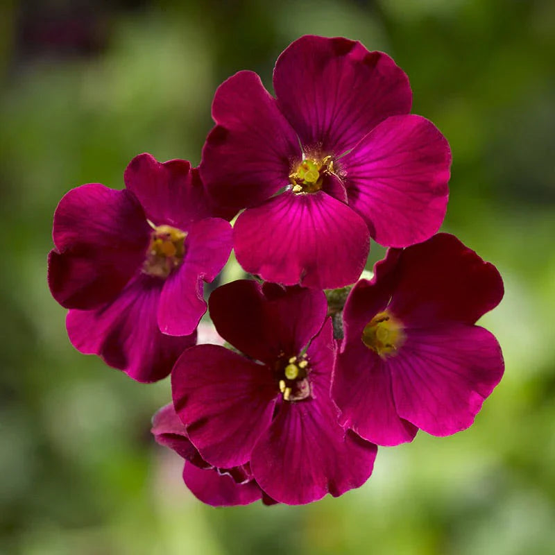 Burgundy aubrieta samen for anpflanzung