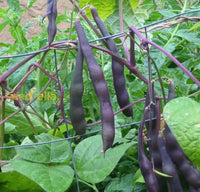Burgundy bean samen für aussaat
