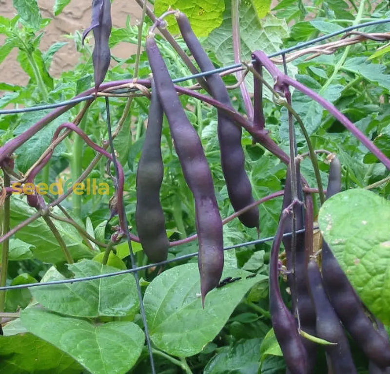 Burgundy bean samen für aussaat