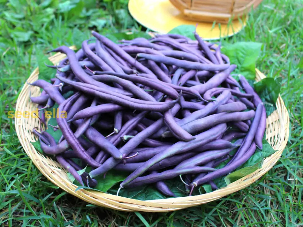 Burgundy beans developing on vine