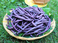 Burgundy beans developing on vine