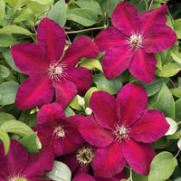 Burgundy clematis samen for anpflanzung