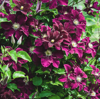 Burgundy clematis samen for anpflanzung