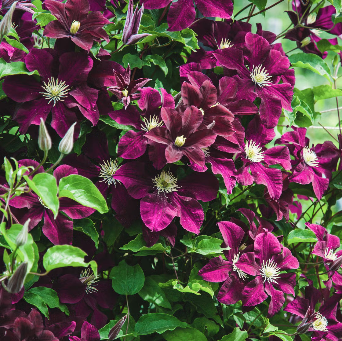 Burgundy clematis samen for anpflanzung