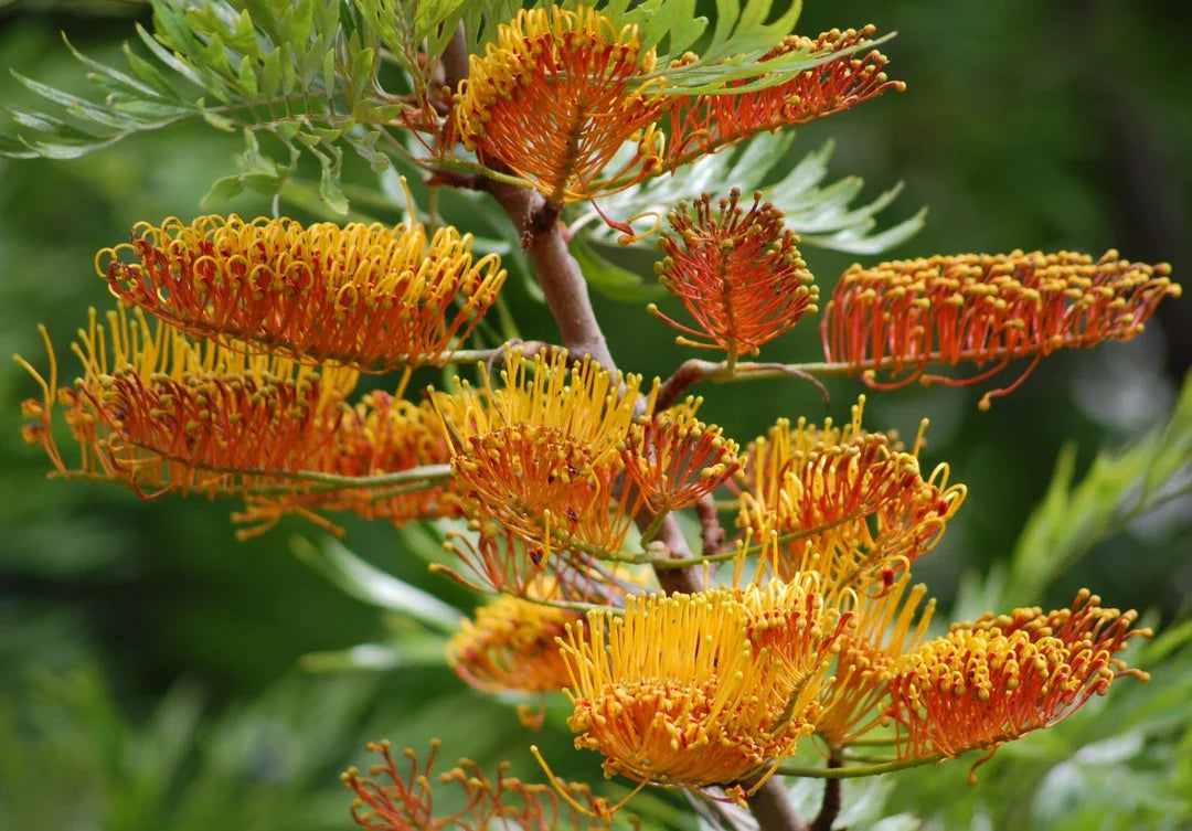 Burgundy grevillea robusta samen for anpflanzung