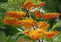 Burgundy grevillea robusta samen for anpflanzung