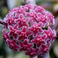 Burgundy hoya flowering samen for anpflanzung