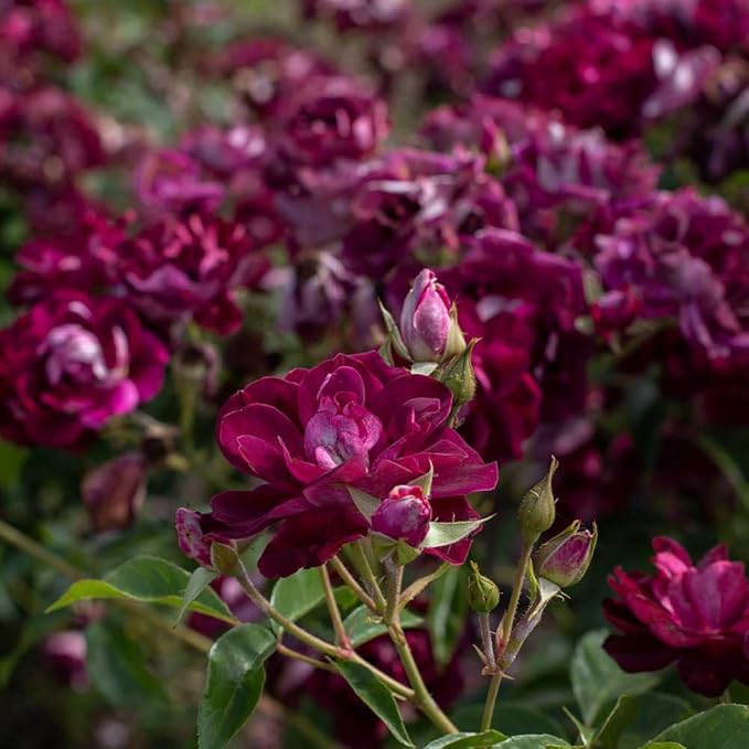 Burgundy rose blume samen for anpflanzung
