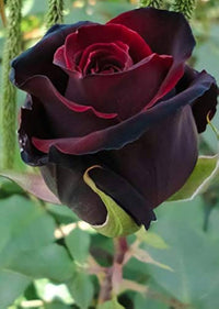 Burgundy rose samen for anpflanzung