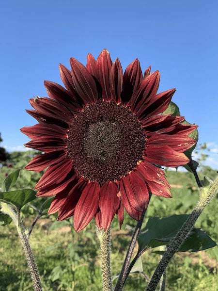 Sonnenblume Blumensamen zur Aussaat leuchtend Traditionssorte & ohne Gentechnik Samen Hausgarten
