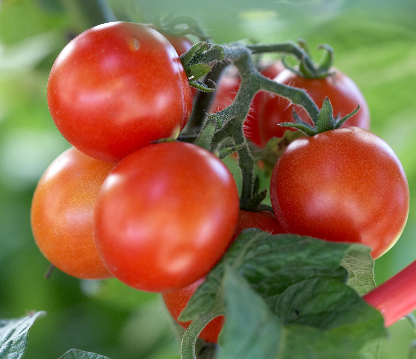 Burgundy tomato samen für aussaat