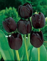 Burgundy tulip blume samen for anpflanzung