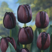 Burgundy tulip samen for anpflanzung