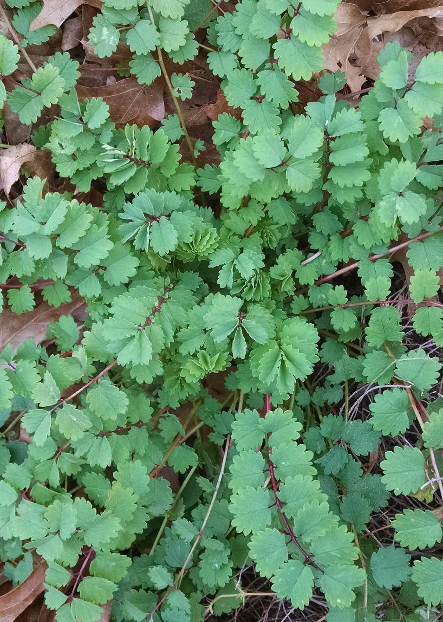 Burnet Samen Germinating in Well-Drained Soil