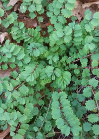 Burnet Samen Germinating in Well-Drained Soil