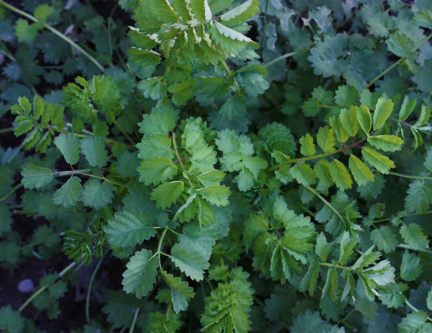 Young Burnet Seedlings Anbau Indoors