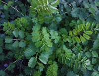Young Burnet Seedlings Anbau Indoors